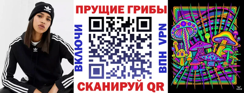 Купить закладки  Ладушкин  Псилоцибиновые грибы мицелий 